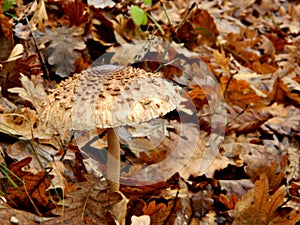 Macrolepiota procera, the parasol mushroom Ñ€Ð°ÑÑ‚Ðµ Ñƒ ÑˆÑƒÐ¼Ð¸, Ð¸Ð·Ð²Ð¸Ñ€Ðµ Ð¸Ð· Ñ˜ÐµÑÐµÑšÐµÐ³ Ð»Ð¸ÑˆÑ›Ð°.